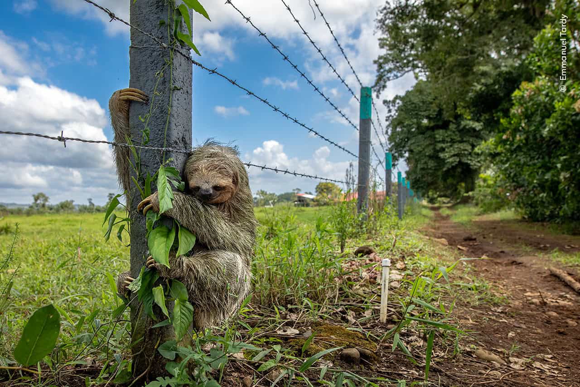 Nessun posto è come casa, Emmanuel Tardy, Menzione d’Onore , Fauna selvatica urbana © Emmanuel Tardy, Wildlife Photographer of the Year