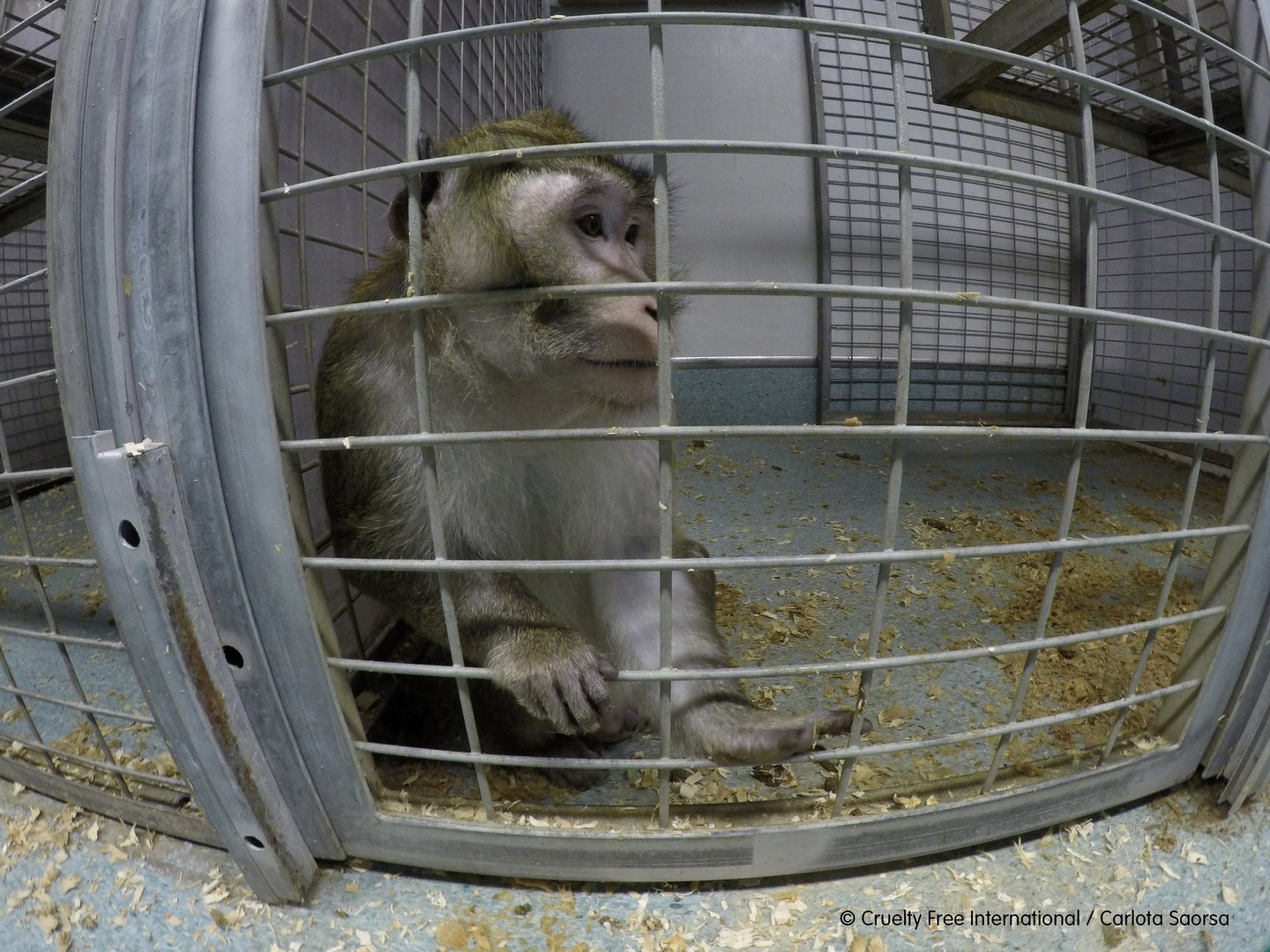 Una scimmia in gabbia nel laboratorio di Vivotecnia
