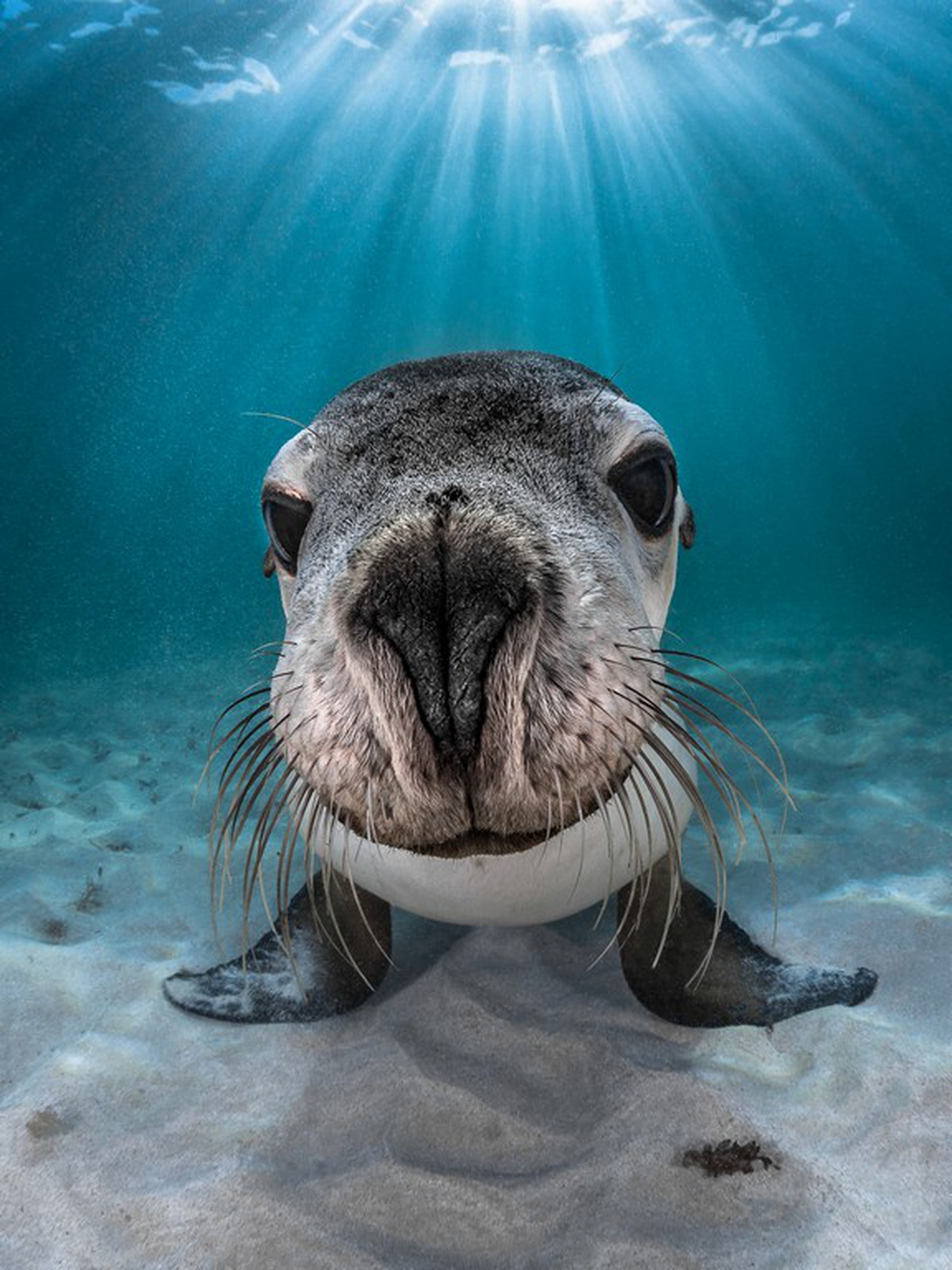 Vincitori Underwater photographer of the year 2018