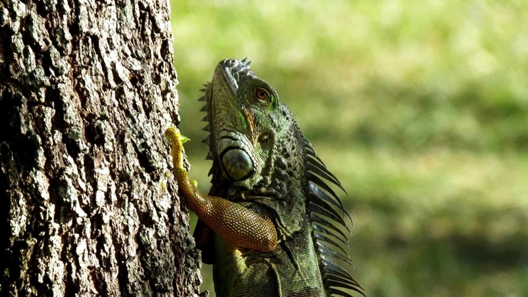 iguana
