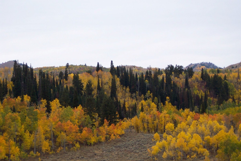 biodiversity, forests