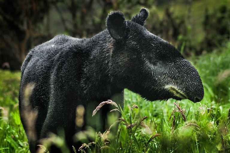 Tapiro di montagna