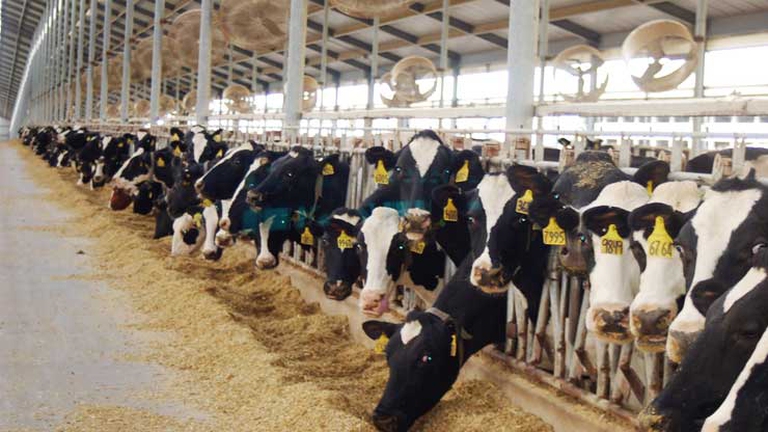 allevamenti intensivi in italia