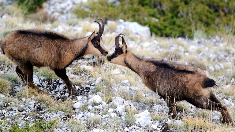 camosci-appenninici1