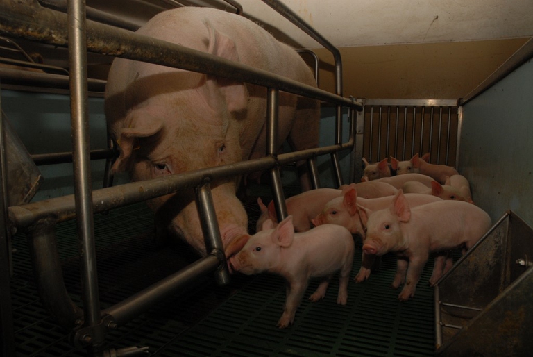 Maiali in allevamento