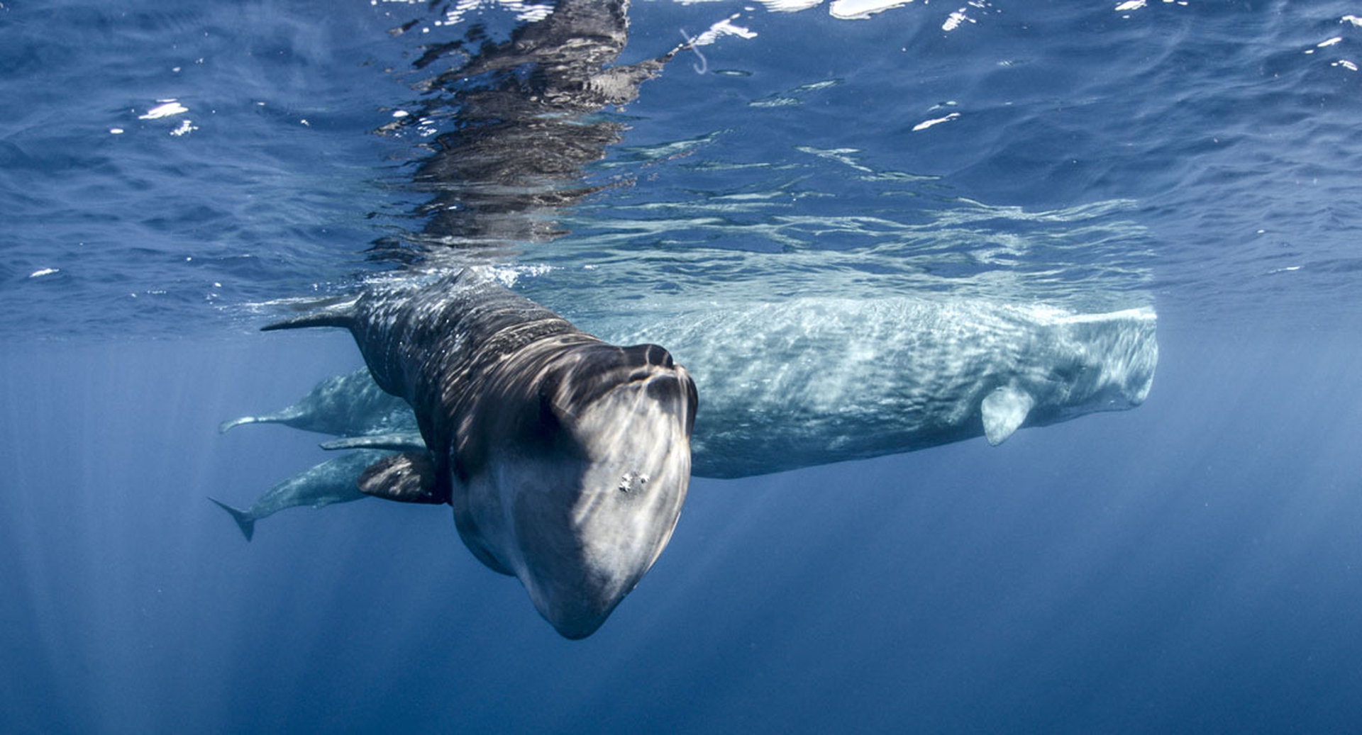 Un gruppo di Capodogli in Earth - Un giorno straordinario