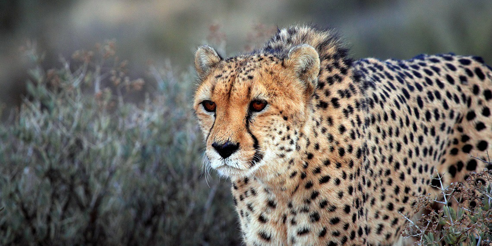 la-disperata-corsa-del-ghepardo-asiatico-verso-l-estinzione-lifegate
