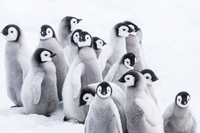 La marcia dei pinguini – Il richiamo, il viaggio straordinario dell’imperatore torna al cinema