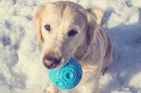 Giochi per cani: ecco come giocare con fido