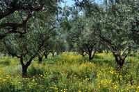 Dove e quando vivere l’esperienza della raccolta delle olive in tutta Italia