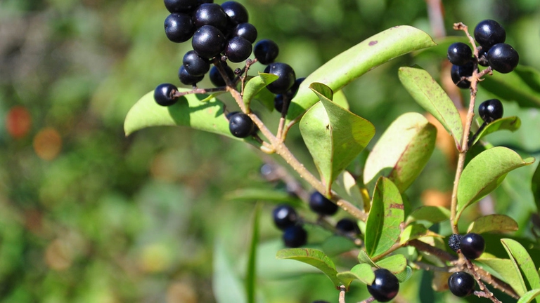 Frangola, proprietà e benefici del lassativo naturale senza controindicazioni