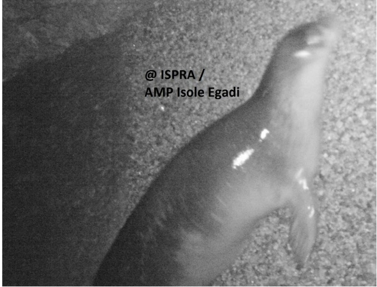 Foca monaca alle Isole Egadi