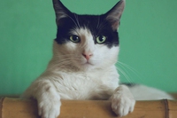 Pet welfare forum: stati generali del pet