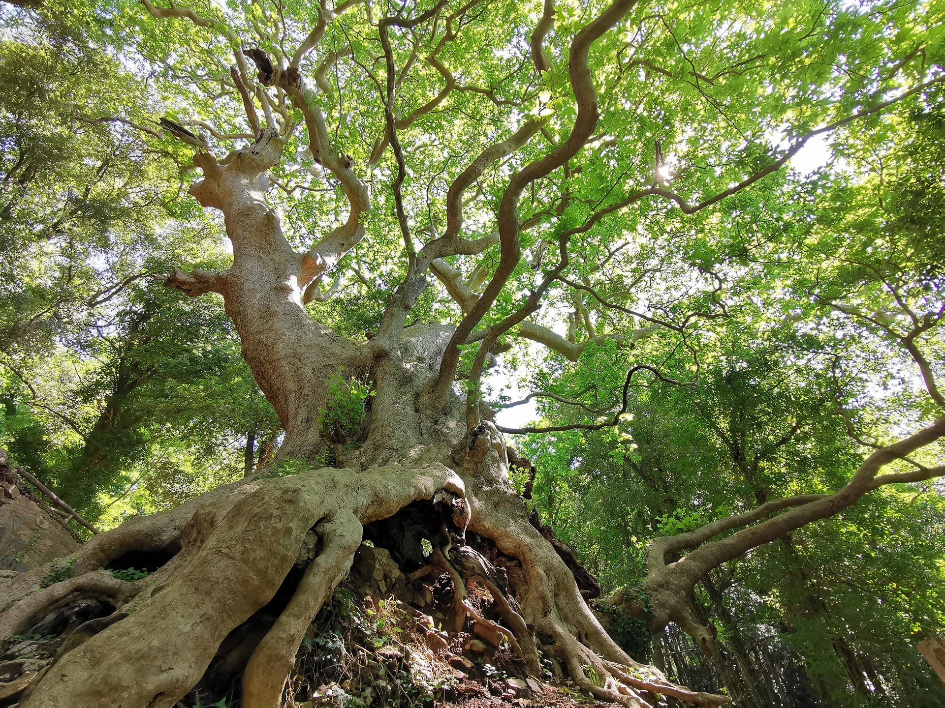 Il millenario Platano di Curinga