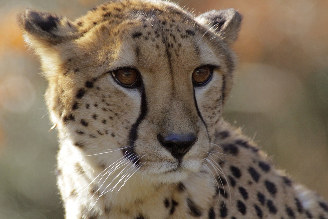 Asiatic cheetahs are desperately racing toward extinction - LifeGate