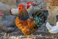 Le galline ornamentali e la tutela della biodiversità