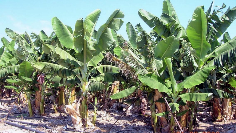 Anche la banana rischia seriamente l’estinzione. La piaga della Malattia di Panama sta flagellando le piantagioni di tutto il mondo, specialmente quelle di Giordania e Mozambico, rischiando di far scomparire dalla faccia della terra uno dei frutti più amati dai bambini e non solo.