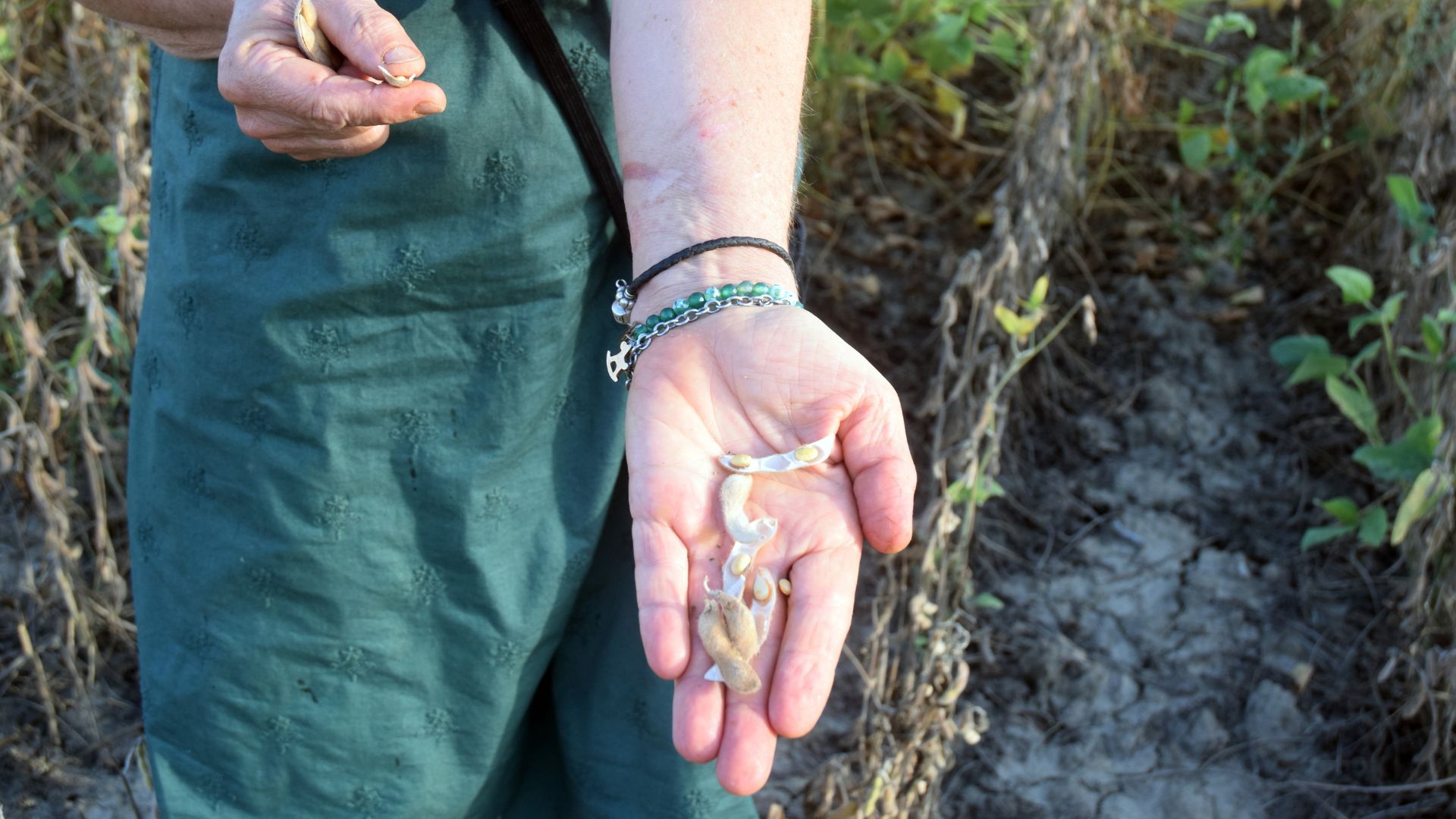 Chicchi di soia che hanno resistito all’impatto della crisi climatica