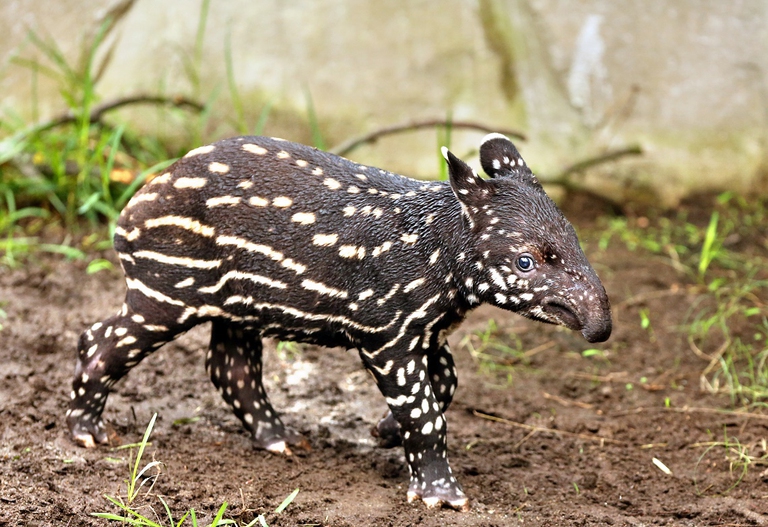 Cucciolo di tapiro