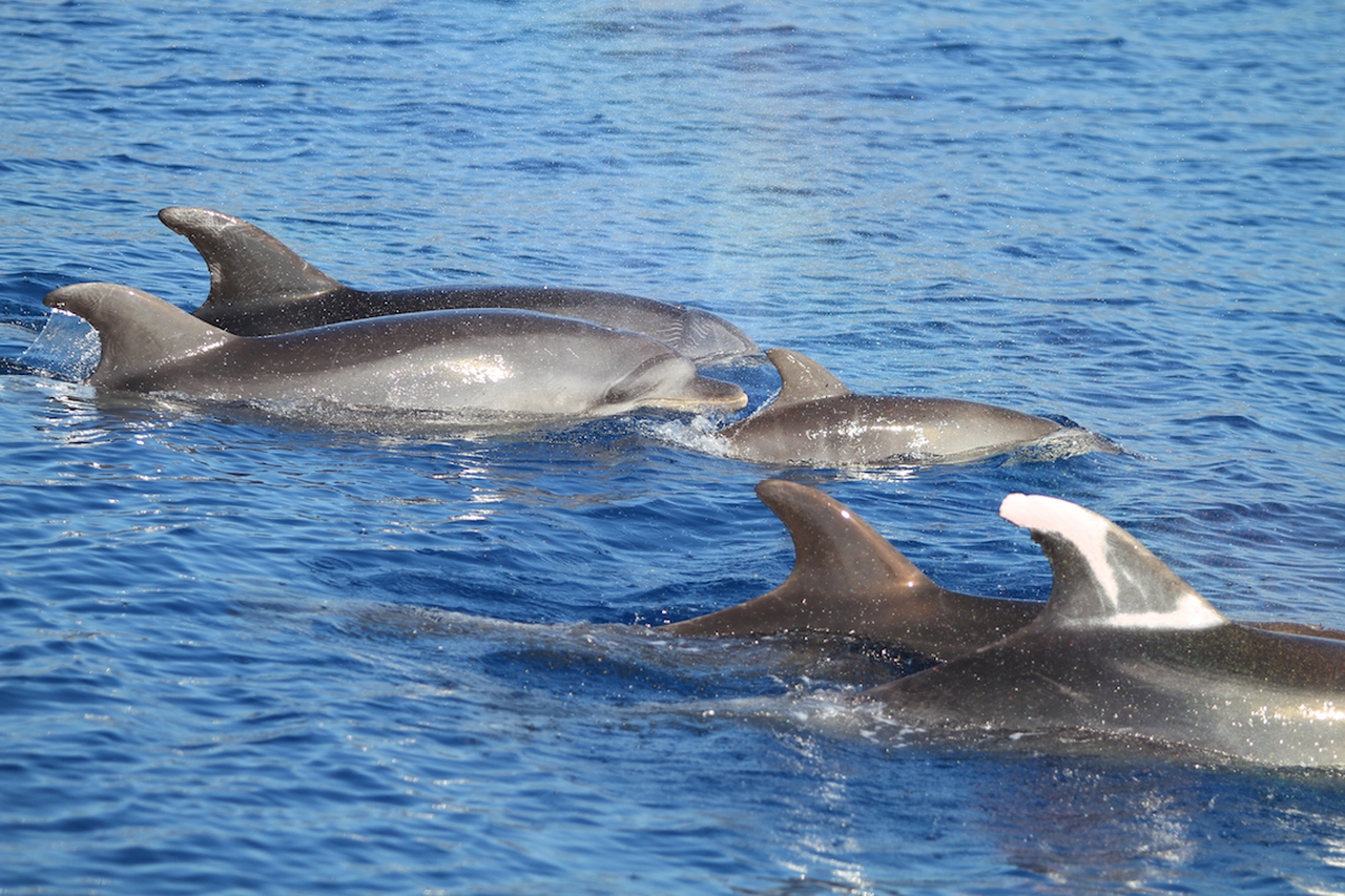 Discovering the whales and dolphins of the Mediterranean Sea - LifeGate