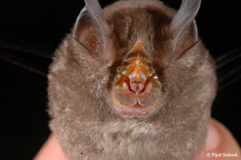 Nuova specie di pipistrello