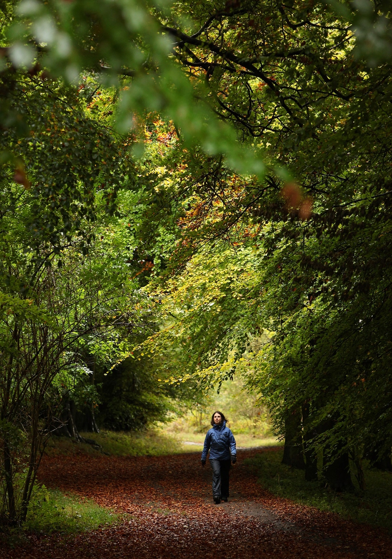 Camminare nel bosco d'autunno