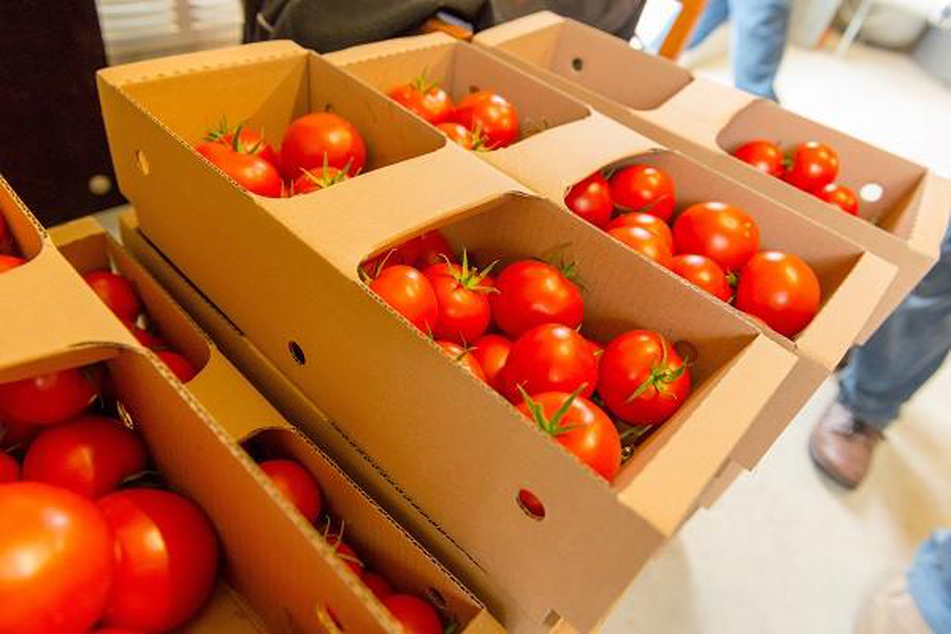 Inapro. Ecco la serra del futuro: non consuma acqua e non usa fertilizzanti