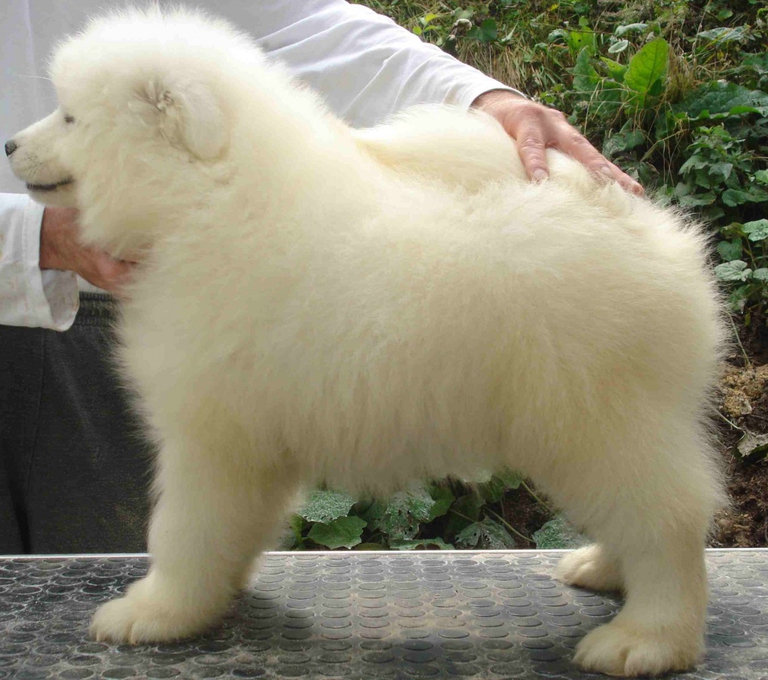 samoiedo razza caratteristiche