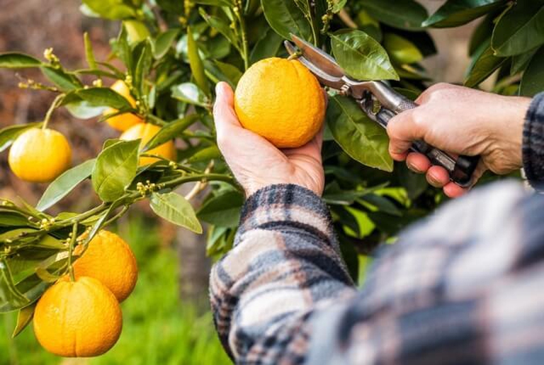 Un contadino raccoglie agrumi