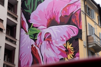 LifeGate Wall, a Milano è sbocciata una magnifica peonia mangia smog