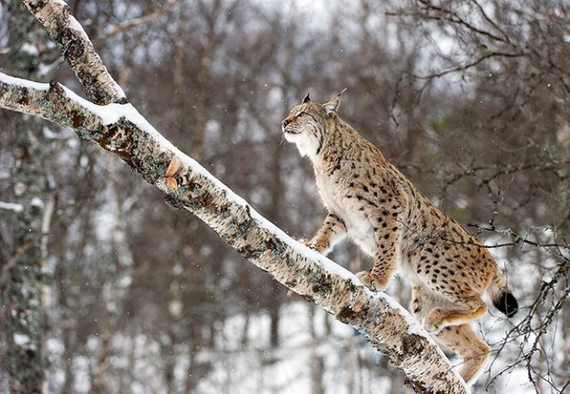 lince che si arrampica