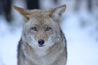 In Colorado coyote e tassi si alleano per cacciare
