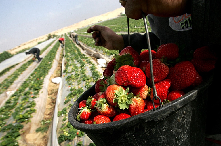 Produzione di fragole