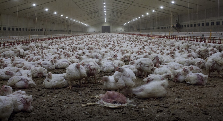 Allevamento di polli da carne