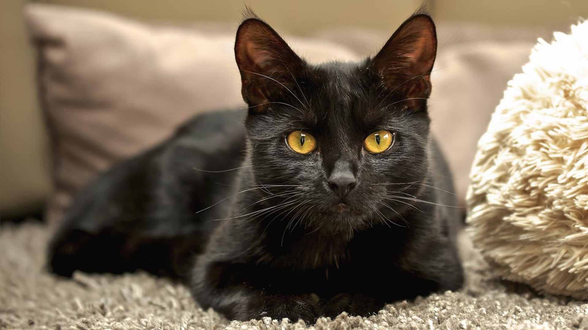 gatto-nero-ciuffi