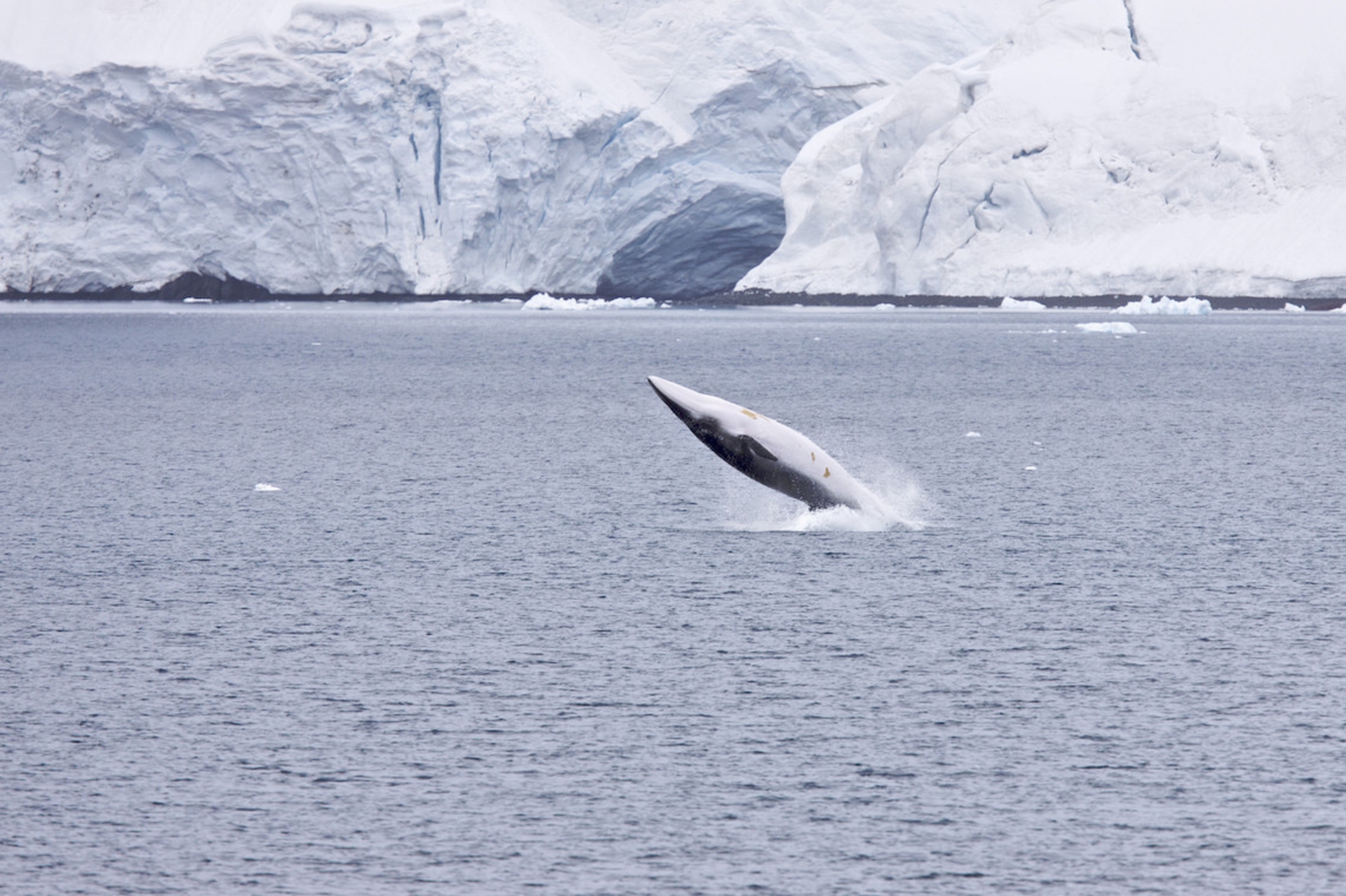 Come stanno i giganti dell'oceano