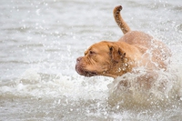 Nuotare con il cane, cosa sapere. Consigli, avvertenze e indirizzi per fare un tuffo insieme