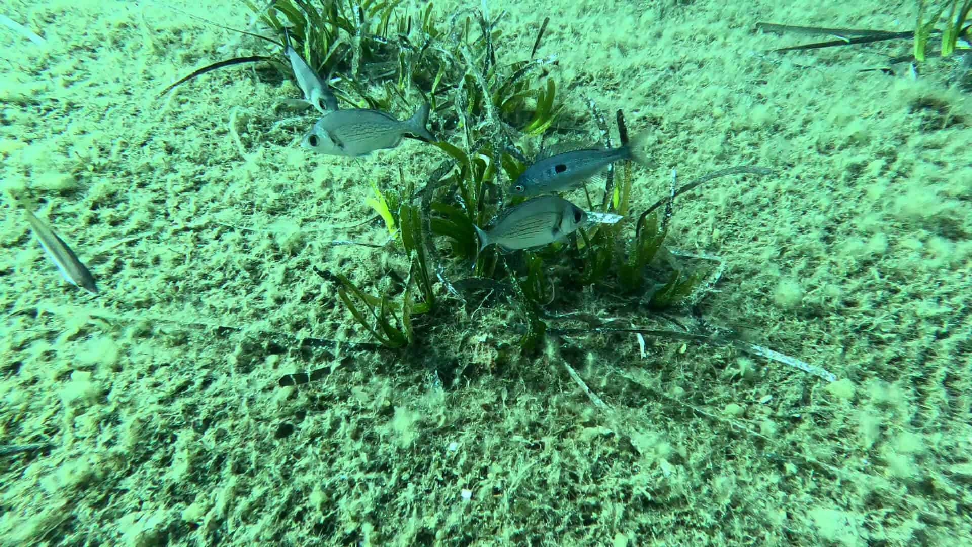 Monitoraggio Posidonia a Cavo