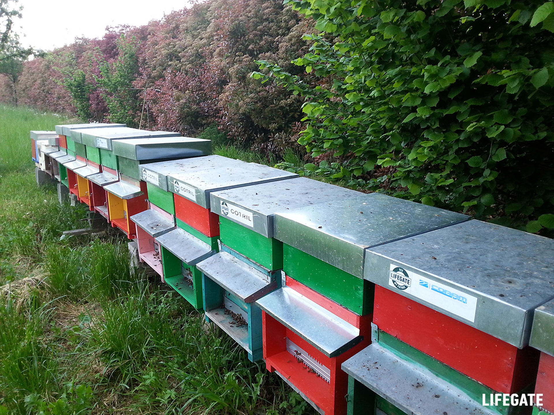 Bee my Future di LifeGate