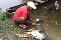 Fish, turtles and local populations destroyed by the Belo Monte dam