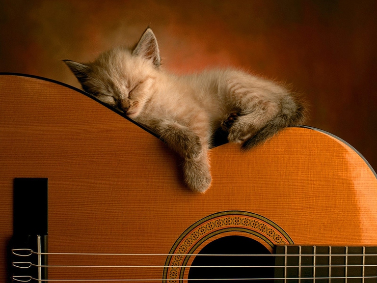 Gatto chitarra