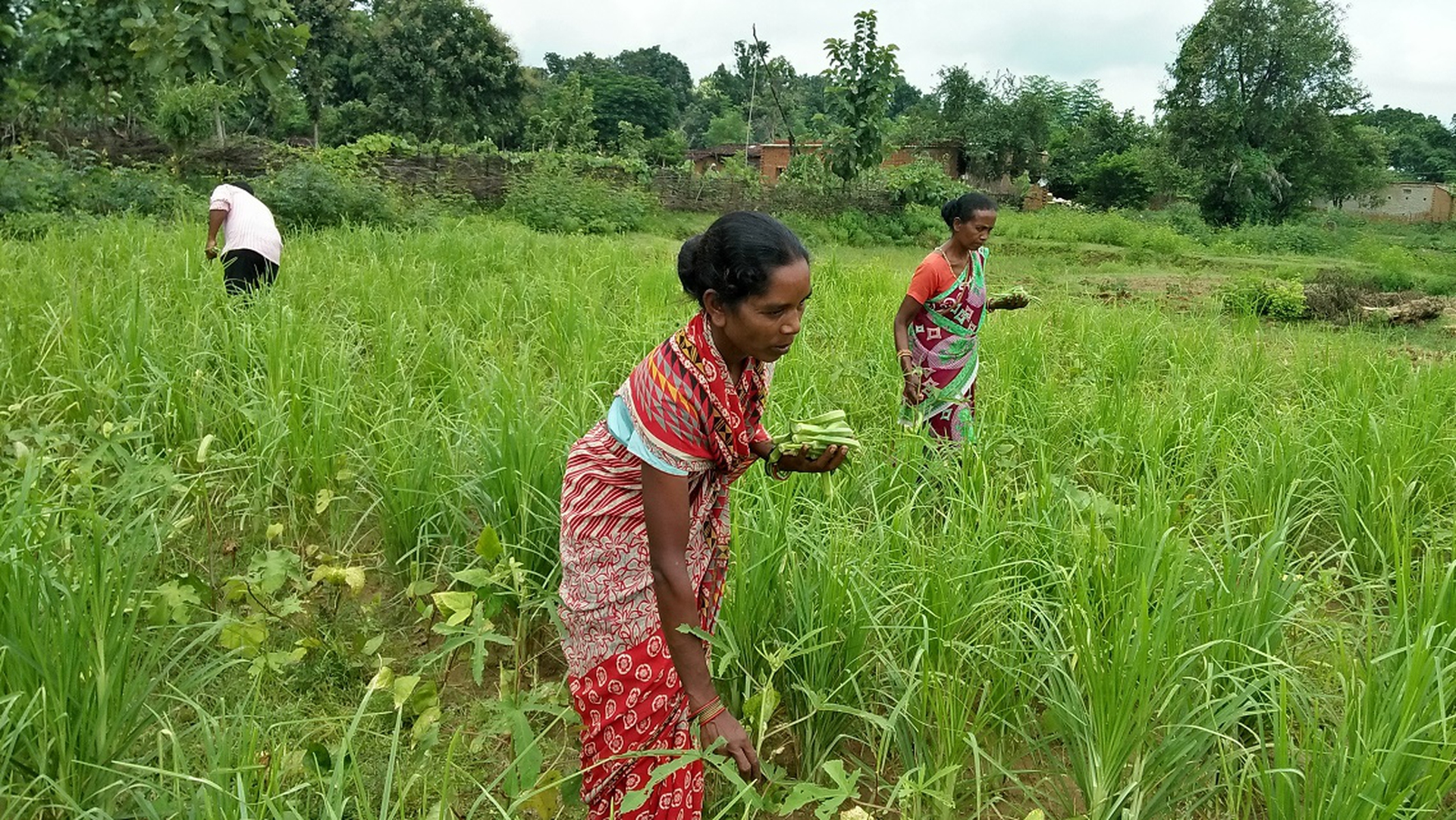 organic-farming-is-changing-the-lives-of-tribal-peoples-in-india-and