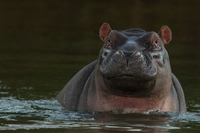 El Salvador, è morto Gustavito, l’ippopotamo dello zoo aggredito a colpi di spranga
