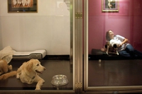 Vacanze pet-friendly a misura di quattrozampe