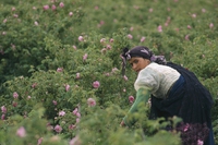 Marocco, il riscatto delle donne berbere in una rosa