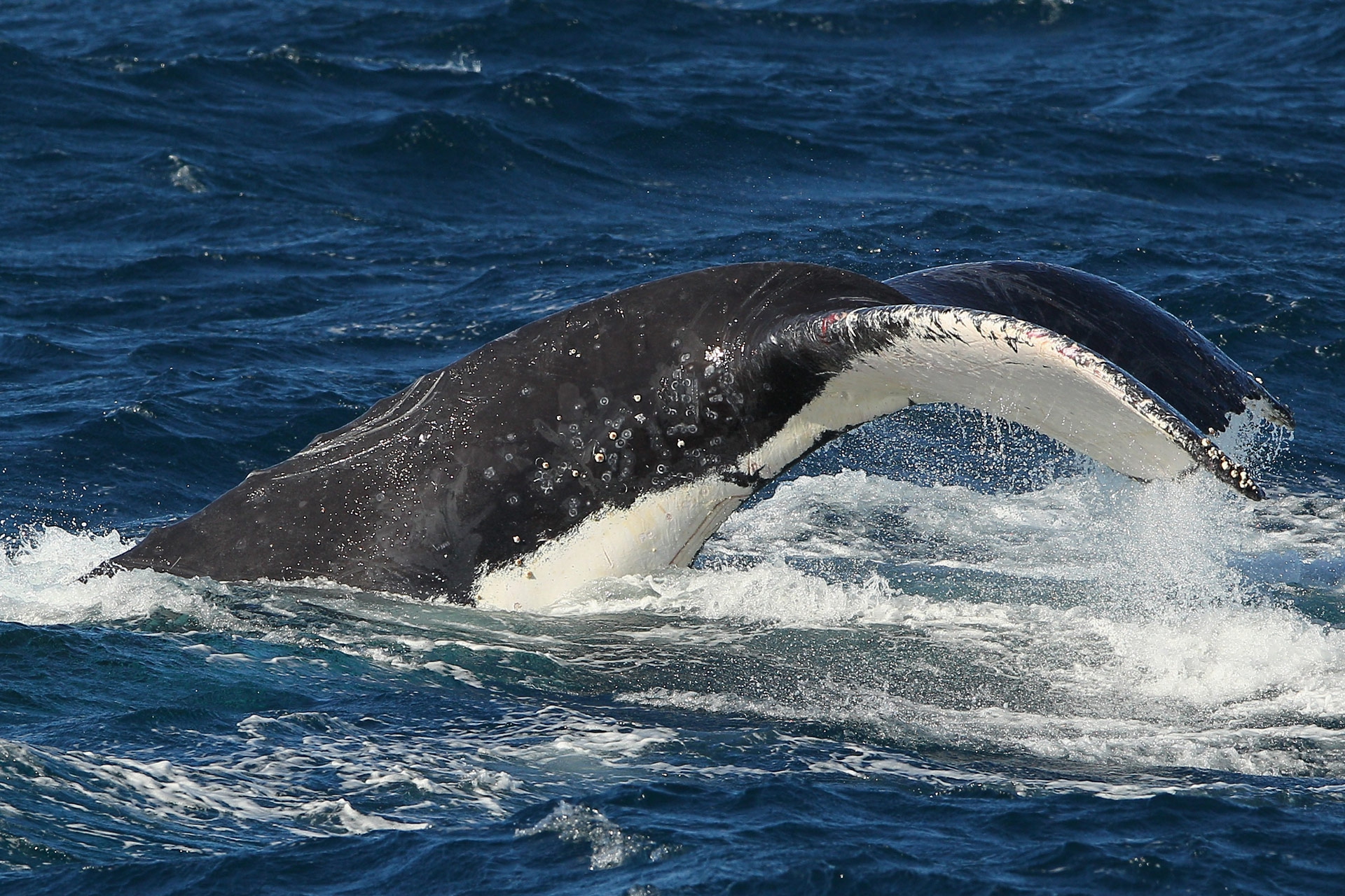 Contare le balene, dalle stelle