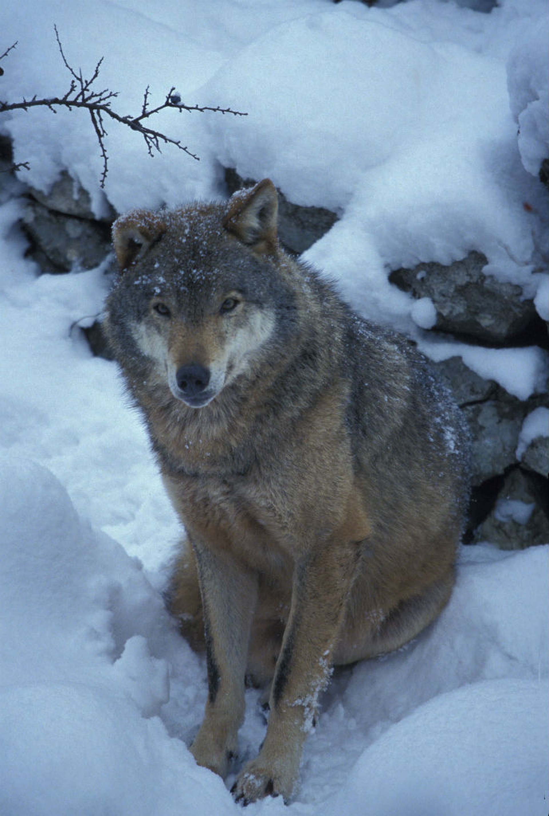 Hansen Panda photo Lupo appenninico in inverno