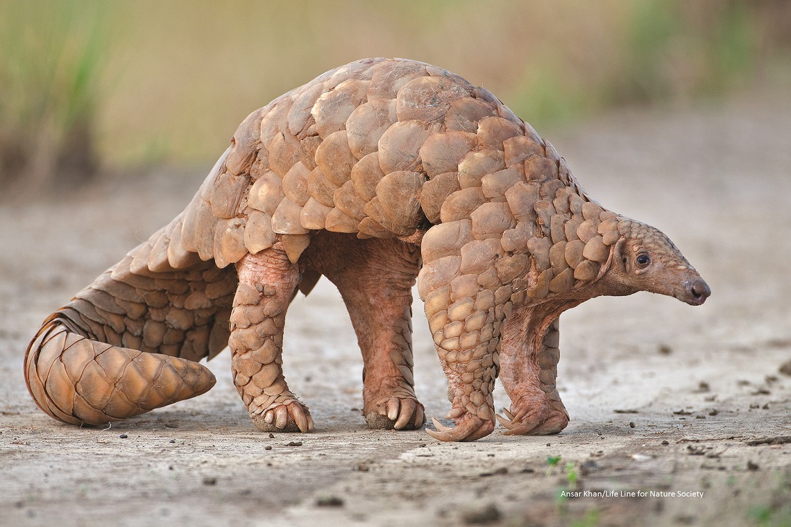 Pangolin scales will no longer be used in traditional Chinese medicine