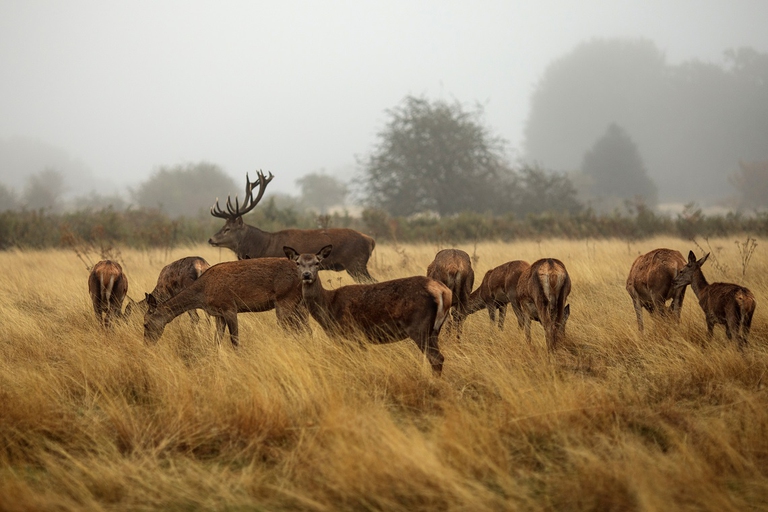 Branco di cervi che pascola