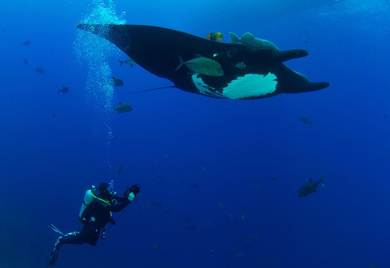 biodiversità marina